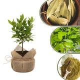 1 Year Old Bay Leaf Tree Live Plant Well-Rooted, 6-10" Tall, Sweet Bay Laurel Laurus Nobilis Plant for Outdoor Indoor Planting Herb