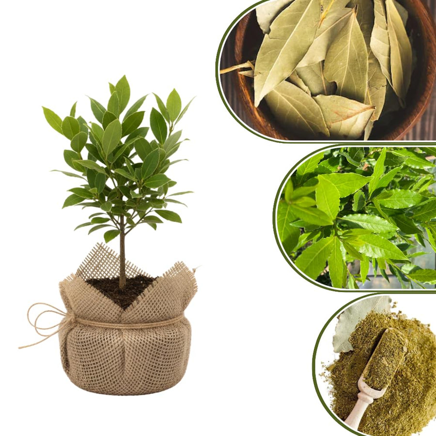 1 Year Old Bay Leaf Tree Live Plant Well-Rooted, 6-10" Tall, Sweet Bay Laurel Laurus Nobilis Plant for Outdoor Indoor Planting Herb