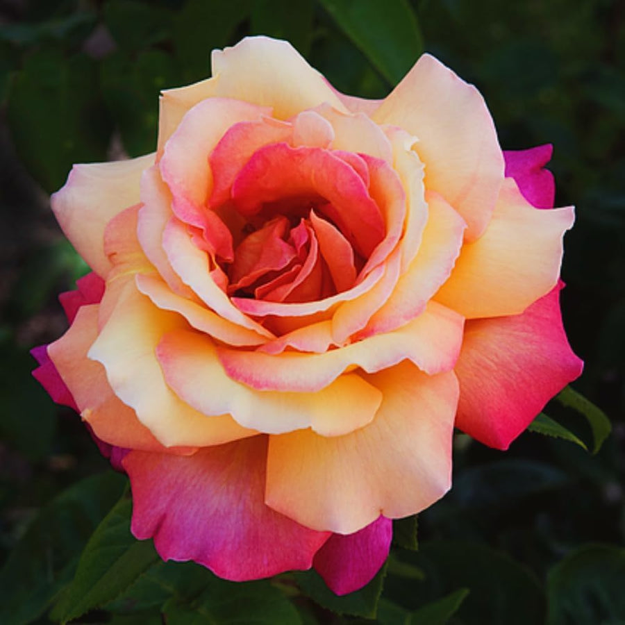 Rose Bush Live Plant - Rose Plant Live Shrub - Bareroot with Soil 5-10 Inch Tall - Fragrant Rose Flowers Heirloom Rose Shrub (Love Rose)