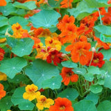 Nasturtium Plants Live in 4 Inch Pot, 2 Plants per Pot, Trailing Nasturtium Flowers, Flower Vine Plants for Gardens, 4-6 Inch Tall