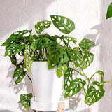 Monstera Live Plant, Tropical Swiss Cheese Plant, Indoor Split-Leaf Houseplant for Home or Office, 5-8” Tall, No Pot