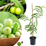 Gooseberry Tree Live, 3 Feet Tall, Tropical Fruit Tree for Outdoor Planting, Gooseberries Plant Live
