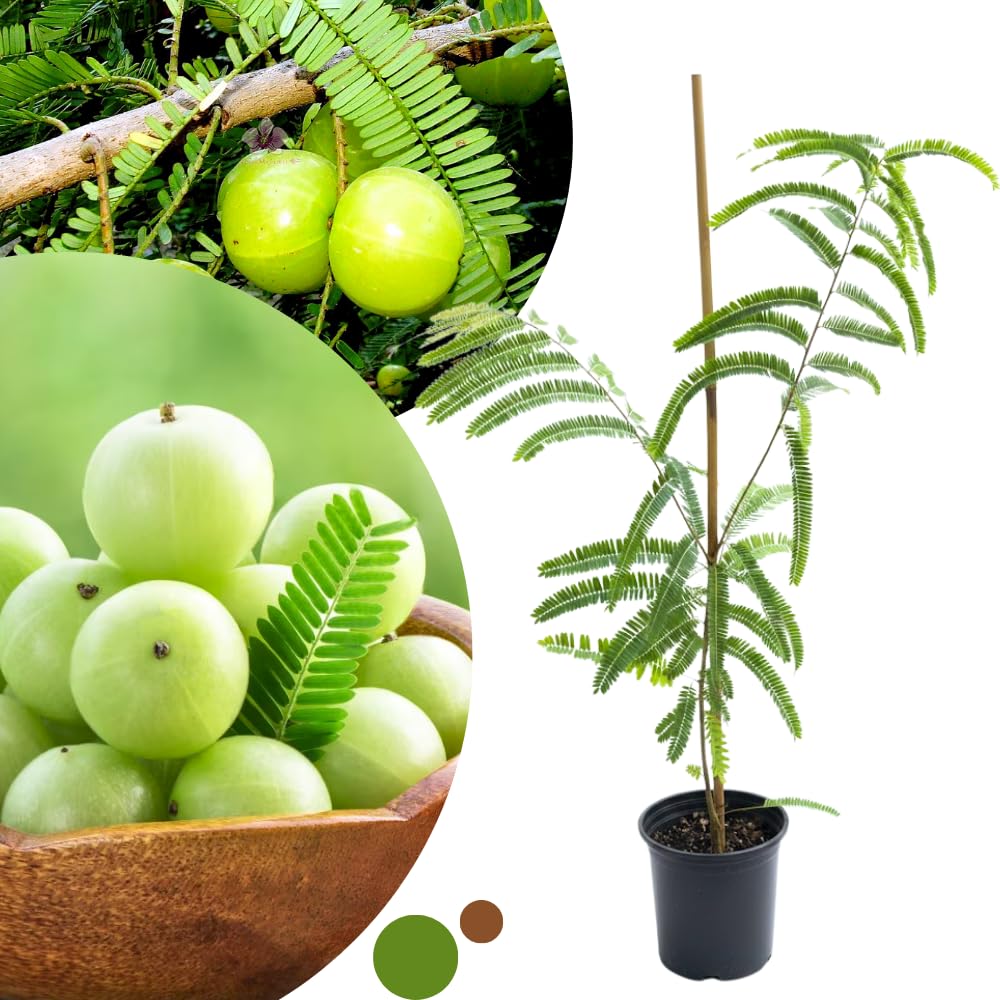 Gooseberry Tree Live, 3 Feet Tall, Tropical Fruit Tree for Outdoor Planting, Gooseberries Plant Live