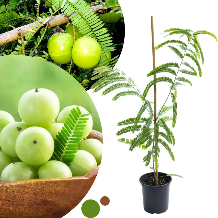 Gooseberry Tree Live, 3 Feet Tall, Tropical Fruit Tree for Outdoor Planting, Gooseberries Plant Live
