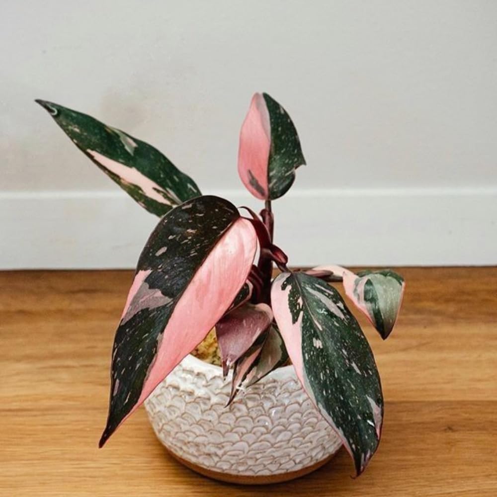 Red Variegated Philodendron Plant in 4'' Pot, Rare Philodendron Tropical Houseplant, Easy Care Indoor Plant