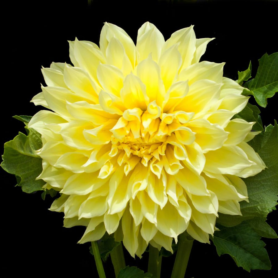 Dahlia Tuber for Planting, Yellow Dahlia Flower for Summer Blooms, Large and Vibrant Flowers, Suited for Zones 8 to 11