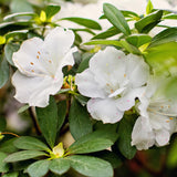 Live Azalea Plant, Rhododendron Flowering Shrub, Hardy Ornamental Plant, 10 Inches Tall, for Indoor or Outdoor Planting (White Azalea)