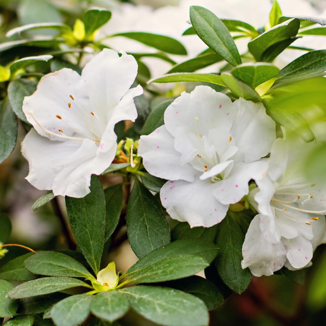 Live Azalea Plant, Rhododendron Flowering Shrub, Hardy Ornamental Plant, 10 Inches Tall, for Indoor or Outdoor Planting (White Azalea)