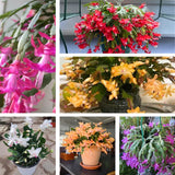 Set 2 Christmas Cactus Plants Live, Hanging Baskets Houseplants, Holiday Cactus Indoor Plants Live Well-Rooted 4-9" Tall, No Pot (Multicolor)