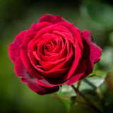 2 Rose Plants Live, Rose Bush Live Plants, Fragrant Rose Flowers, Well Rooted 5-10 Inch Tall, No Pot (Red Rose)