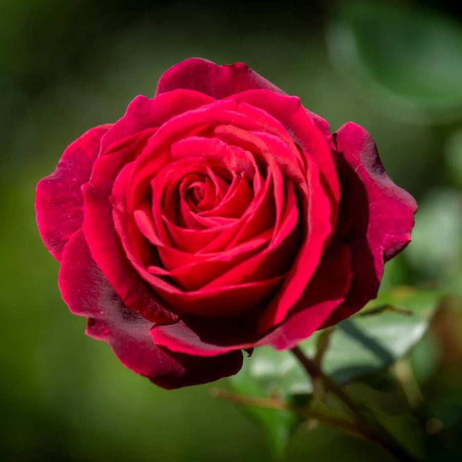 2 Rose Plants Live, Rose Bush Live Plants, Fragrant Rose Flowers, Well Rooted 5-10 Inch Tall, No Pot (Red Rose)