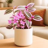 Wandering Jew Live Plant, Pink Tradescantia Nanouk Succulent Plant Live for Growing Hanging Basket Plant, 4 Inc Pot