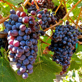 Grape Vine Plant Live for Planting Outdoors, Grape Plant Live Grape Tree to Grow 1-2 Years Old Well-Rooted, Black Grape Fruit Tree Live Plant (Summer Royal Grape)