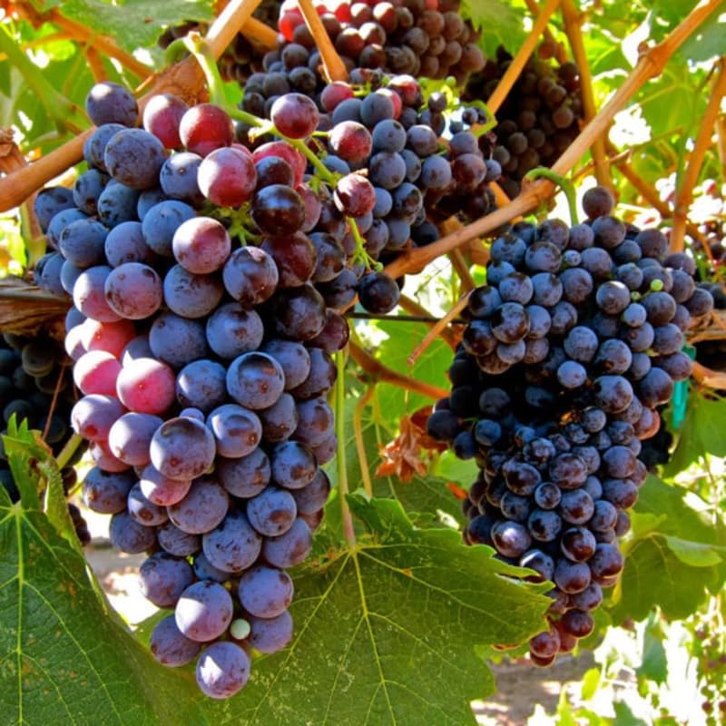 Grape Vine Plant Live for Planting Outdoors, Grape Plant Live Grape Tree to Grow 1-2 Years Old Well-Rooted, Black Grape Fruit Tree Live Plant (Summer Royal Grape)