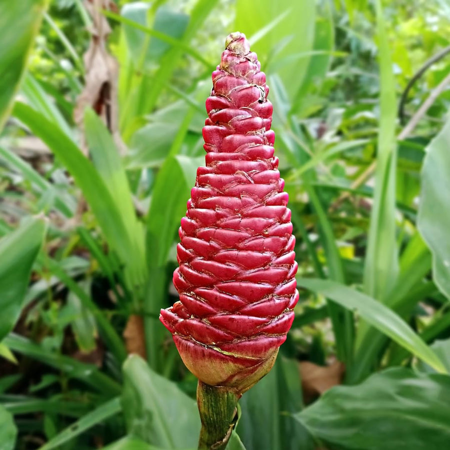 Shampoo Ginger Plant for Planting, Awapuhi Ginger Rhizome, 3–5 Inches Tall, Well Rooted, No Pot, Ready to Grow