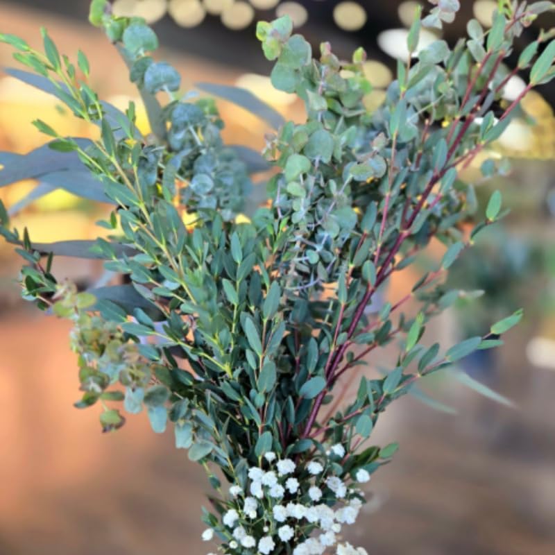Parvifolia Eucalyptus Plant Live, Eucalyptus Live Plants, in 2.5" Pot, Well-Rooted Starter Plants for Indoor Outdoor Growing