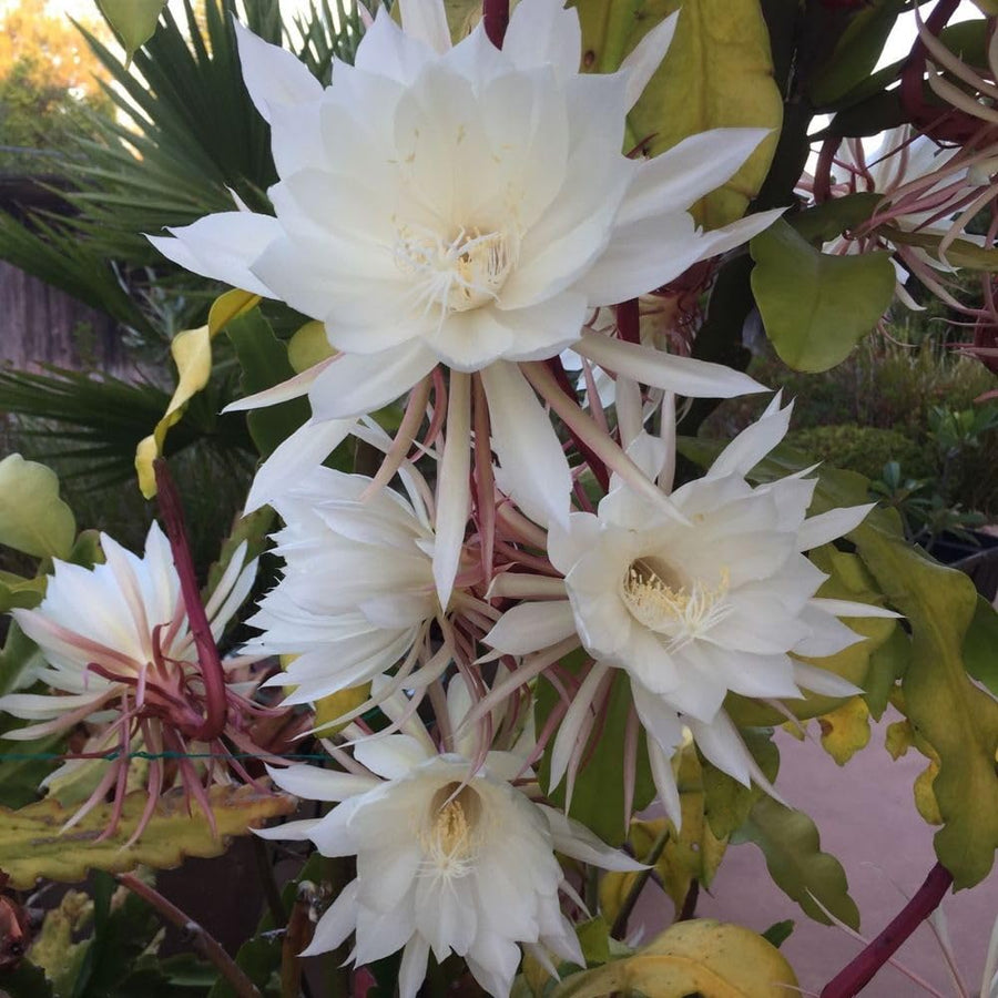 2 Queen of the Night Live Plant in 4 Inch Pot, Rare Night Blooming Orchid Cactus, Epiphyllum Oxypetalum Live Plant, 3-6 Inches Tall