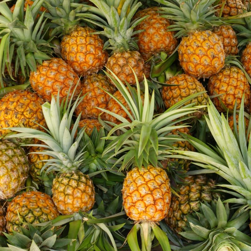 2 Gold Pineapple Plants Live 5 to 8 Inch Tall, Edible Pineapple Fruit Seedlings, Sweet Pineapple Trees