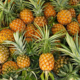 4 Gold Pineapple Plants Live to Grow 5 to 8 Inch Height, Edible Pineapple Fruit Seedlings, Sweet Pineapple Well Rooted