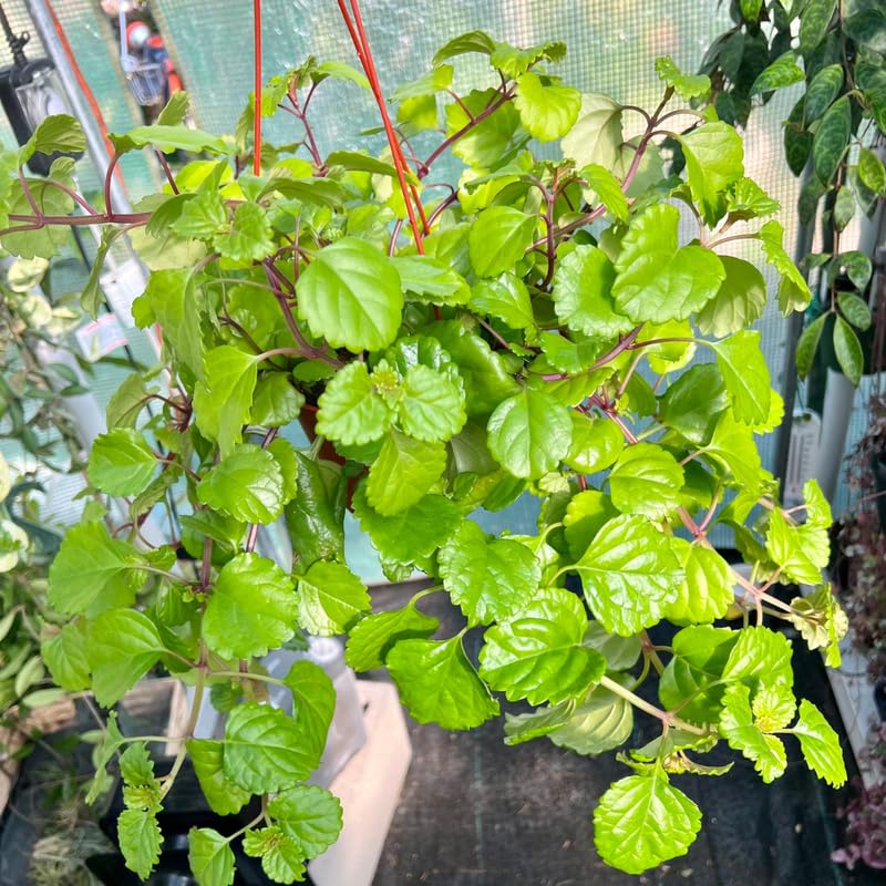 Pack 2 Green Swedish Ivy Plants Live for Growing, Plectranthus Swedish Ivy Herb Live Starter Plants, Swedish Ivy Mint Plant Hanging Basket Houseplant