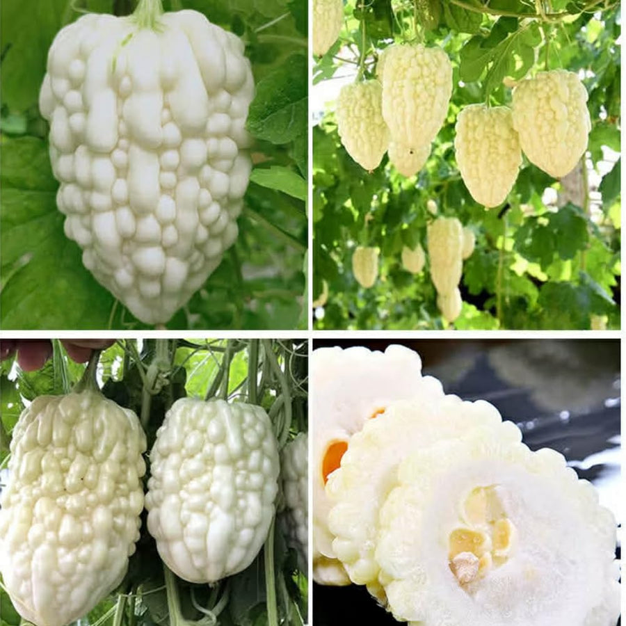 White Jade Bitter Melon Live Plant in 4 Inch Pot, 6-8'' Tall, Bitter Melon Plant Live, High-Yield Climbing Vegetable Plant, Vegetable for Yard, Garden and Patio Planters