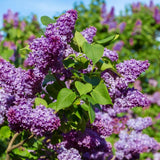 1 Purple Lilac Tree Live Plant, Reblooming Lilac Plant Live for Planting Indoor Outdoors 14-20 Inch Tall, Fully Rooted in Soil, Come in Pot