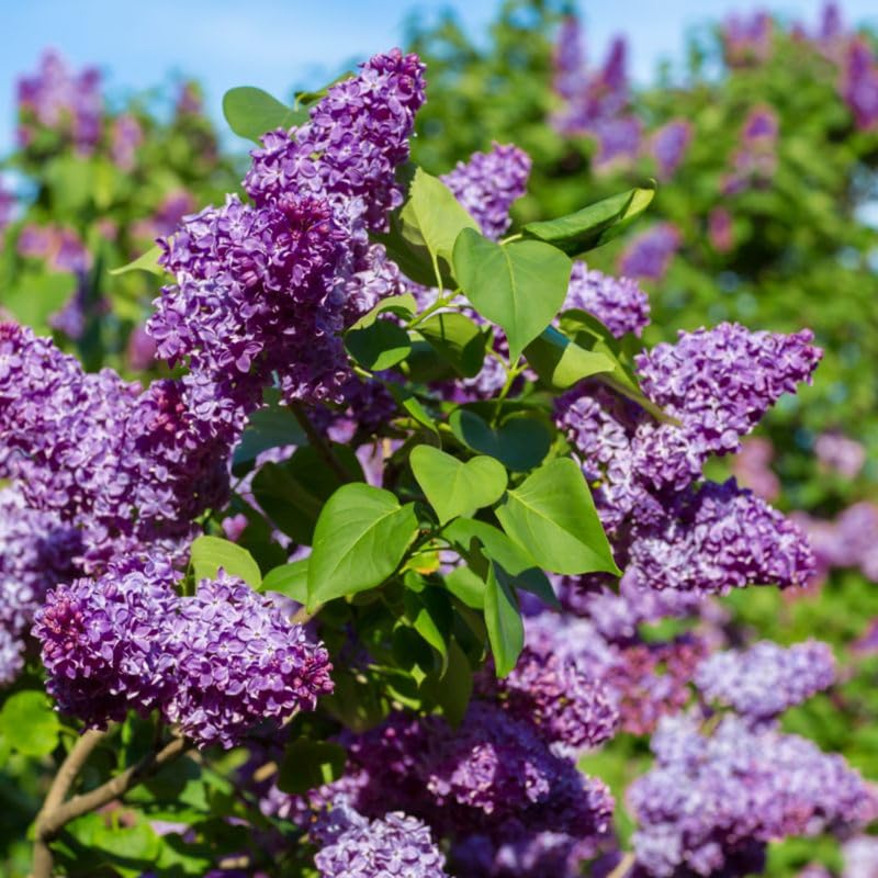 1 Purple Lilac Tree Live Plant, Reblooming Lilac Plant Live for Planting Indoor Outdoors 14-20 Inch Tall, Fully Rooted in Soil, Come in Pot