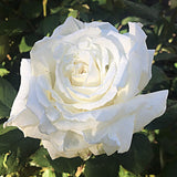 Rose Bush Live Plant - Rose Plant Live Shrub - Bareroot with Soil 5-10 Inch Tall - Fragrant Rose Flowers Heirloom Rose Shrub - No Pot (White Rose)