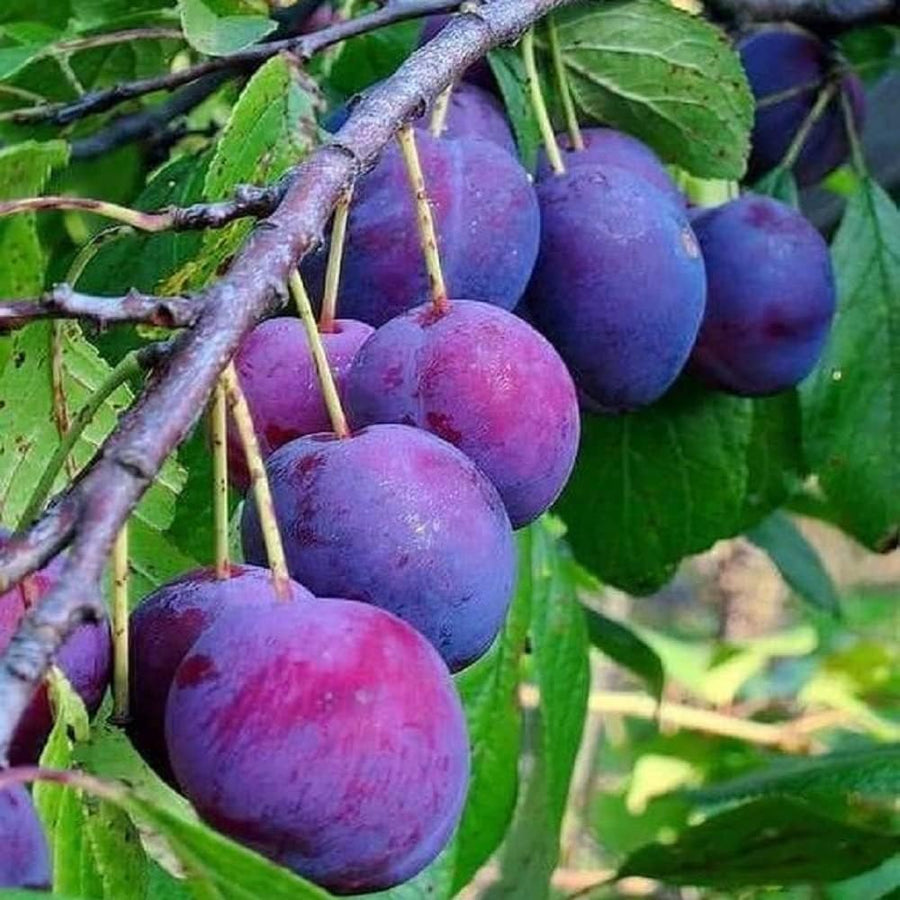 2 American Plum Trees Live Plants for Planting, from 12 to 18 Inch Tall, Bareroots Dormant, Cold Hardy Plum Plant Live Ready to Grow Your Garden