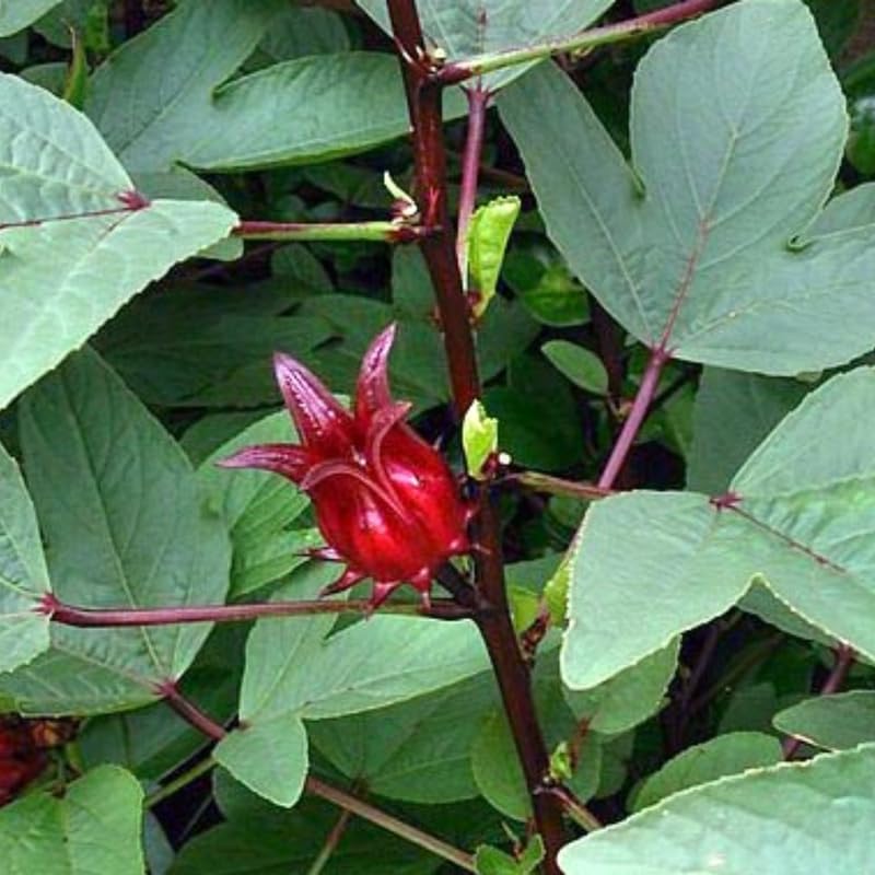 1 Sabdariffa Roselle Hibiscus Plant Live in 4 Inch Pot, Red Roselle Jamaican Plant 4-8 Inch Tall, Live Roselle Hibiscus Flowers