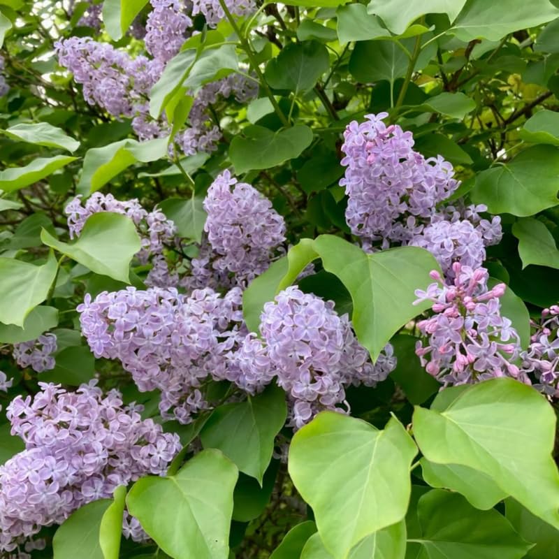 Lavender Lilac Bush Live Tree Plant, 1 Year Old Tree for Planting, 6 to 12 Inches in Tall, Hardy Shrub, Dormant in Winter, Lavender Purple Lilac