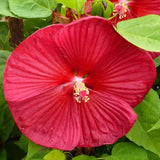 Set 2 Hibiscus Plants Live, Perennial Hibiscus Flower Trees 5-9 Inches, Outdoor Garden Planting