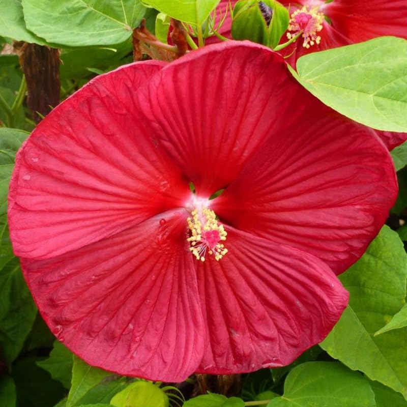 Set 2 Hibiscus Plants Live, Perennial Hibiscus Flower Trees 5-9 Inches, Outdoor Garden Planting