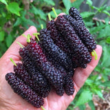 Pakistan Mulberry Plant Live 10-12 Inch Tall, Long Mulberry Fruit Tree Live Plant, Sweet Mulberries Tree