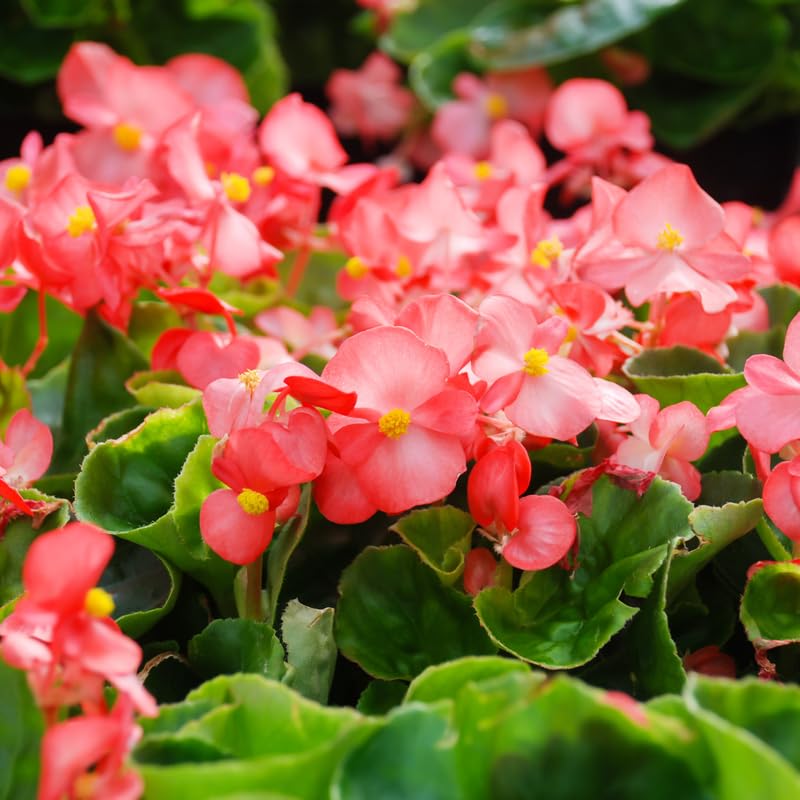 Angel Wing Begonia Live Plant, Polka Dot Begonia Maculata Plants, 4-7" Starter Indoor Outdoor Houseplant Décor, Air-Purifying and Easy Care, Vibrant Pink Flowering Begonia