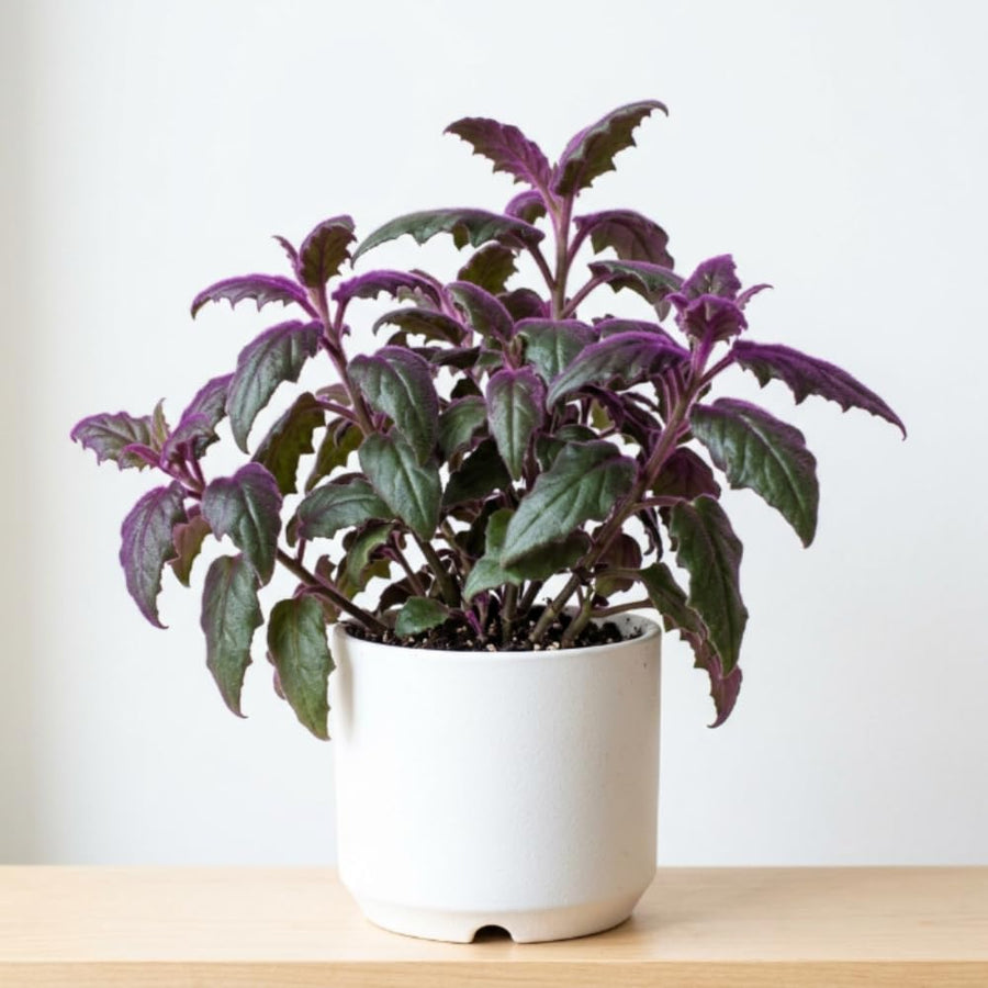 Gynura Aurantiaca Purple Passion Velvet Plant, Gynura Plant Live, Rare Houseplant for Outdoor Indoor Growing, 4 Inc Pot, 4-6 Inc Tall