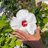 White Hibiscus Plant Live, Hardy Hibiscus Flowers for Outdoor Landscapes, 5-9 Inch Height, Ornamental Hibiscus Bush Shrub, Well-Rooted, No Pot