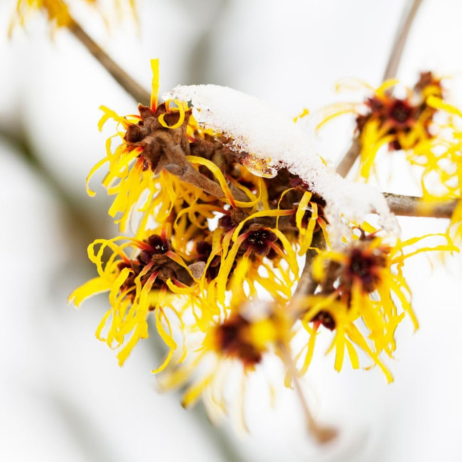 Live Witchhazel Tree Plant 12-16 Inch Tall for Yard and Outdoor Planting, Yellow Witch Hazel Plant, Bareroot Plant