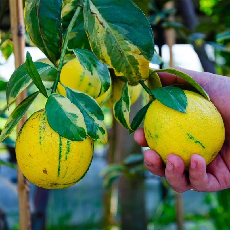 Variegated Pink Lemon Tree Live, Grafted Citrus Tree 3 Feet Tall, Pink Lemon Fruit Tree