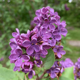 Purple Lilac Bush Live Tree Plant, 1 Year Old Tree for Planting, 6 to 12 Inches in Tall, Hardy Shrub, Dormant in Winter