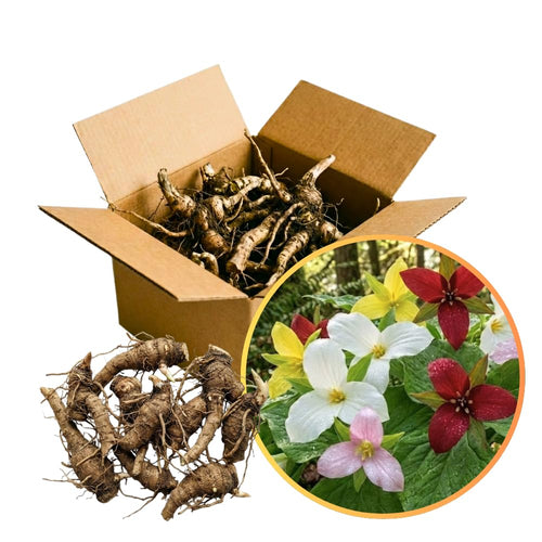 10 Mix Trillium Bulbs, Large Trillium Bulbs for Planting, Flower Bulb Shade Gardening Outdoor