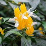 Yellow Shrimp Plants Live, Seedlings Justica Brandegeana Tree Bush, 5-9 Inches Tall