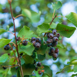 Live Serviceberry Tree Plant, 2–3 Years Old, 16–24 Inches Tall, Sweet Edible Berry Fruit Tree, Ready to Grow, Suitable for Outdoor Planting