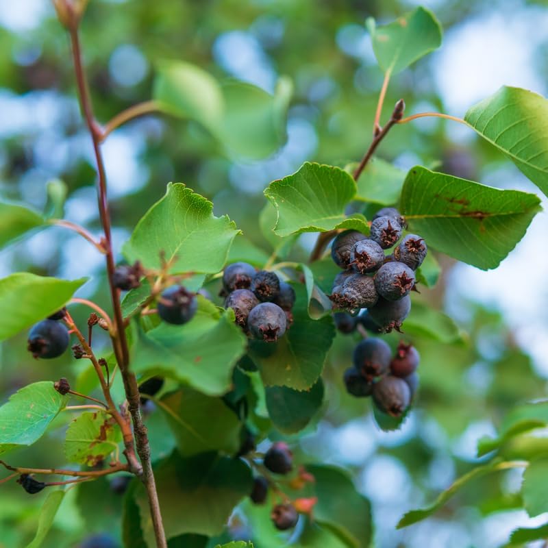 Live Serviceberry Tree Plant, 2–3 Years Old, 16–24 Inches Tall, Sweet Edible Berry Fruit Tree, Ready to Grow, Suitable for Outdoor Planting