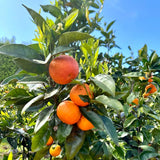 Blood Orange Tree Live Plant, 3 Feet Tall Grafted Citrus Tree, Sweet Red Orange Fruit Tree for Outdoor Planting