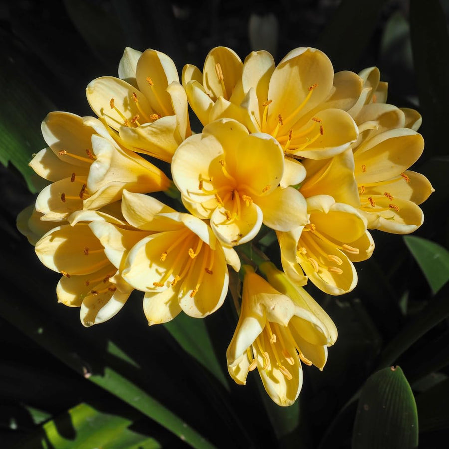 Yellow Clivia Plant Live, Clivia Flowering Houseplant in 6 Inch Pot, Perennial Flowering Plant for Containers, Patios, and Indoors