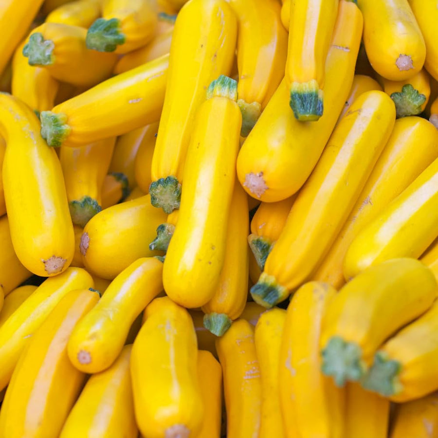 Set 75 Seeds Zucchini Seeds for Planting, Golden Zucchini Seeds, Summer Squash Seed for Indoor Outdoor Planting