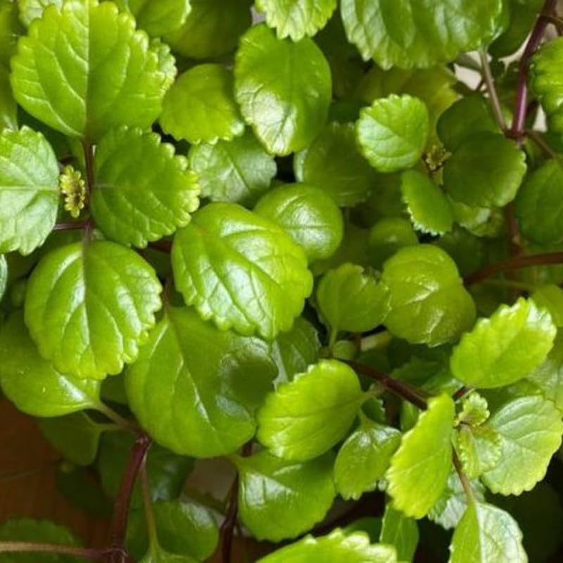 6 Green Swedish Ivy Plants, Plectranthus Plants Live, 4 Inches Potted, Live Swedish Ivy Plant Pot, Swedish Ivy Live Plant for Growing Indoor Outdoor