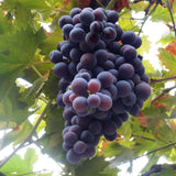 Deep Blue Seedless Grape Vines Trees Live Plants, Well-Rooted 1 to 2 Years Old, Grapes Plant Live for Outdoor Planting, Zones 3-9
