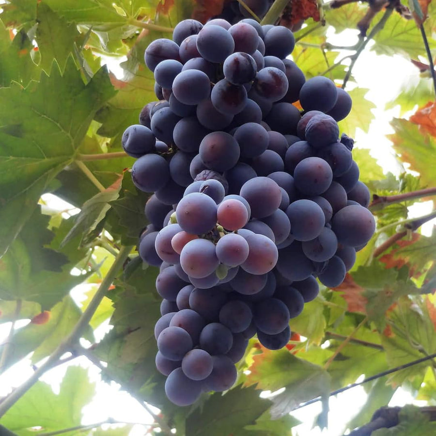 Deep Blue Seedless Grape Vines Trees Live Plants, Well-Rooted 1 to 2 Years Old, Grapes Plant Live for Outdoor Planting, Zones 3-9